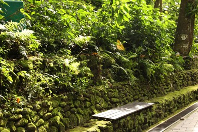 Photo of Wooden bench and beautiful lush tropical greenery in park
