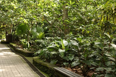 Photo of Beautiful lush tropical greenery and wooden benches in park