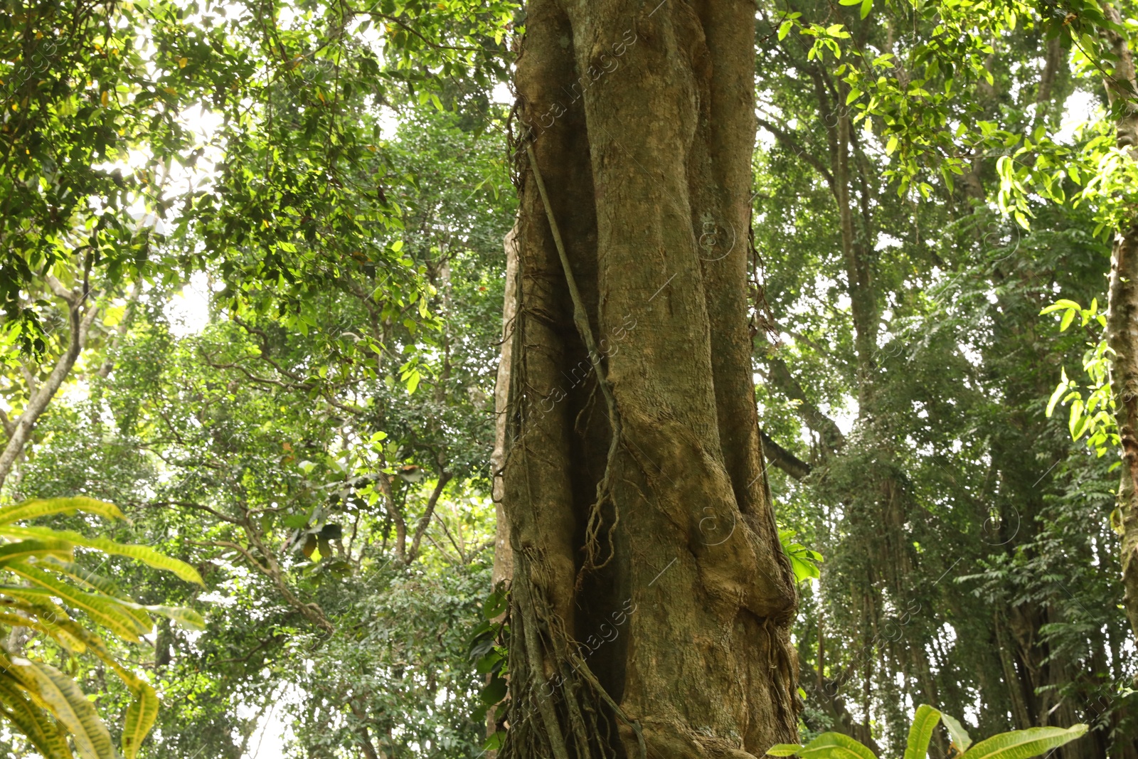 Beautiful lush tropical trees growing in park Photo of Beautiful lush tropical trees growing in park