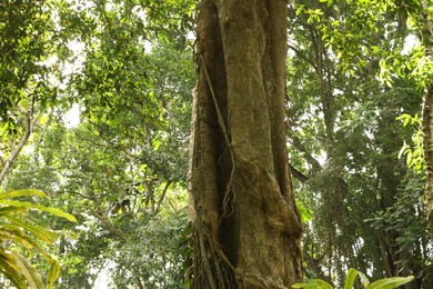 Photo of Beautiful lush tropical trees growing in park