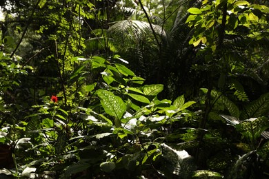 Photo of Beautiful lush tropical greenery growing in park
