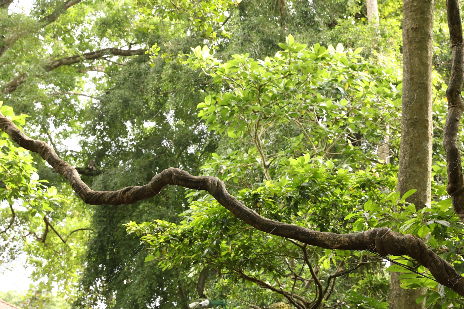 Beautiful lush tropical trees growing in park Photo of Beautiful lush tropical trees growing in park