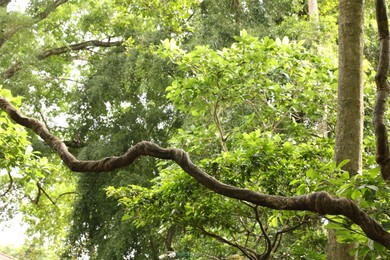 Photo of Beautiful lush tropical trees growing in park