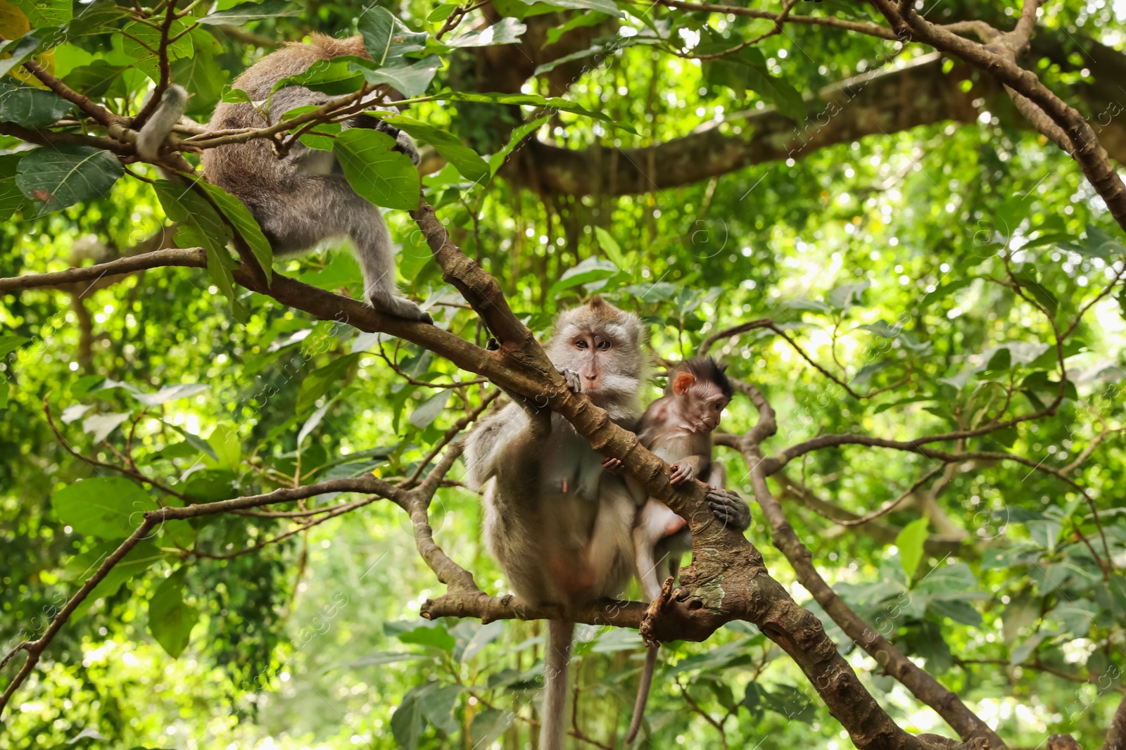 Cute monkeys on tree branch in forest Photo of Cute monkeys on tree branch in forest