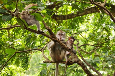 Photo of Cute monkeys on tree branch in forest