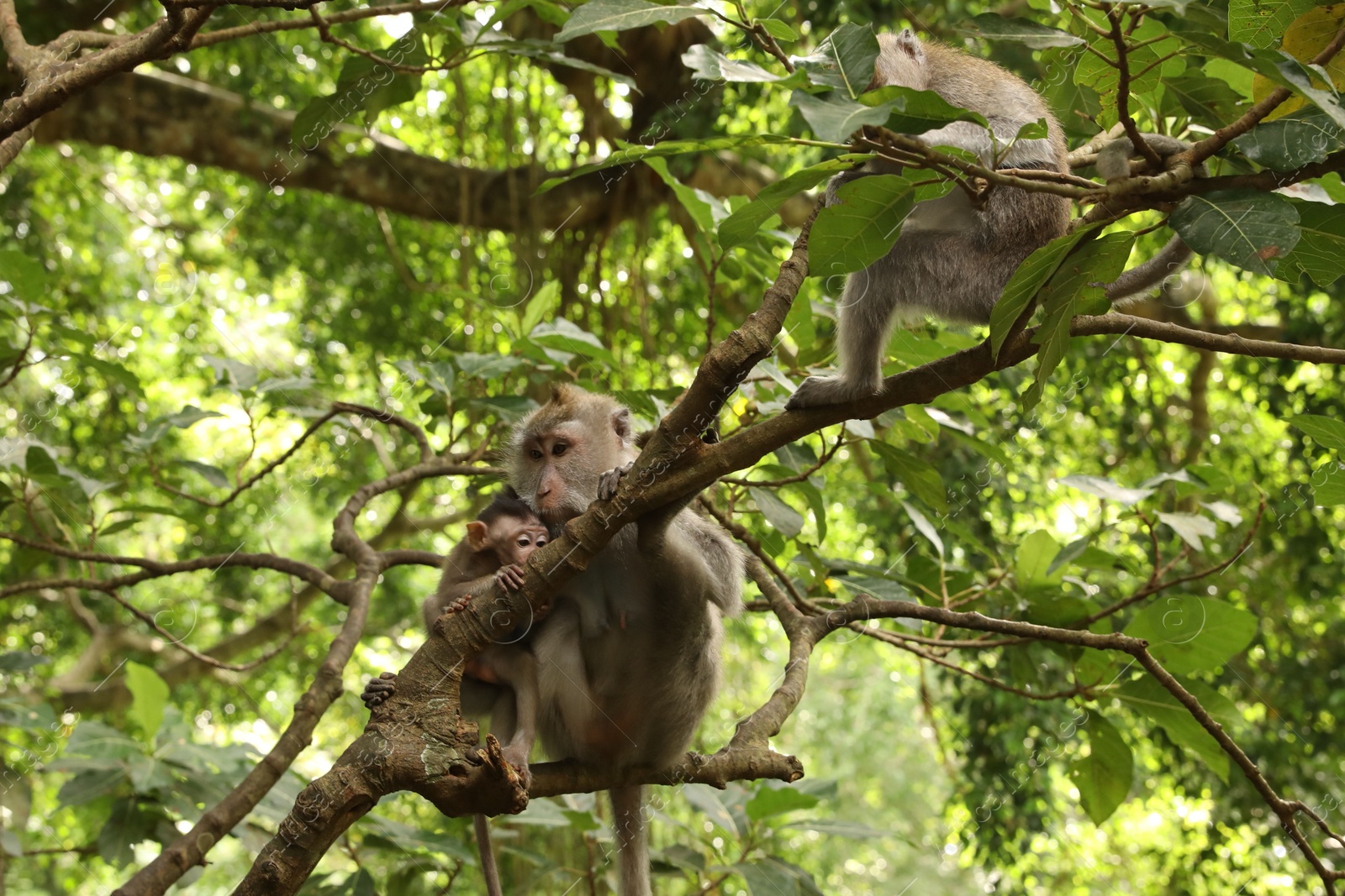 Cute monkeys on tree branch in forest Photo of Cute monkeys on tree branch in forest
