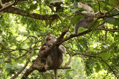 Photo of Cute monkeys on tree branch in forest