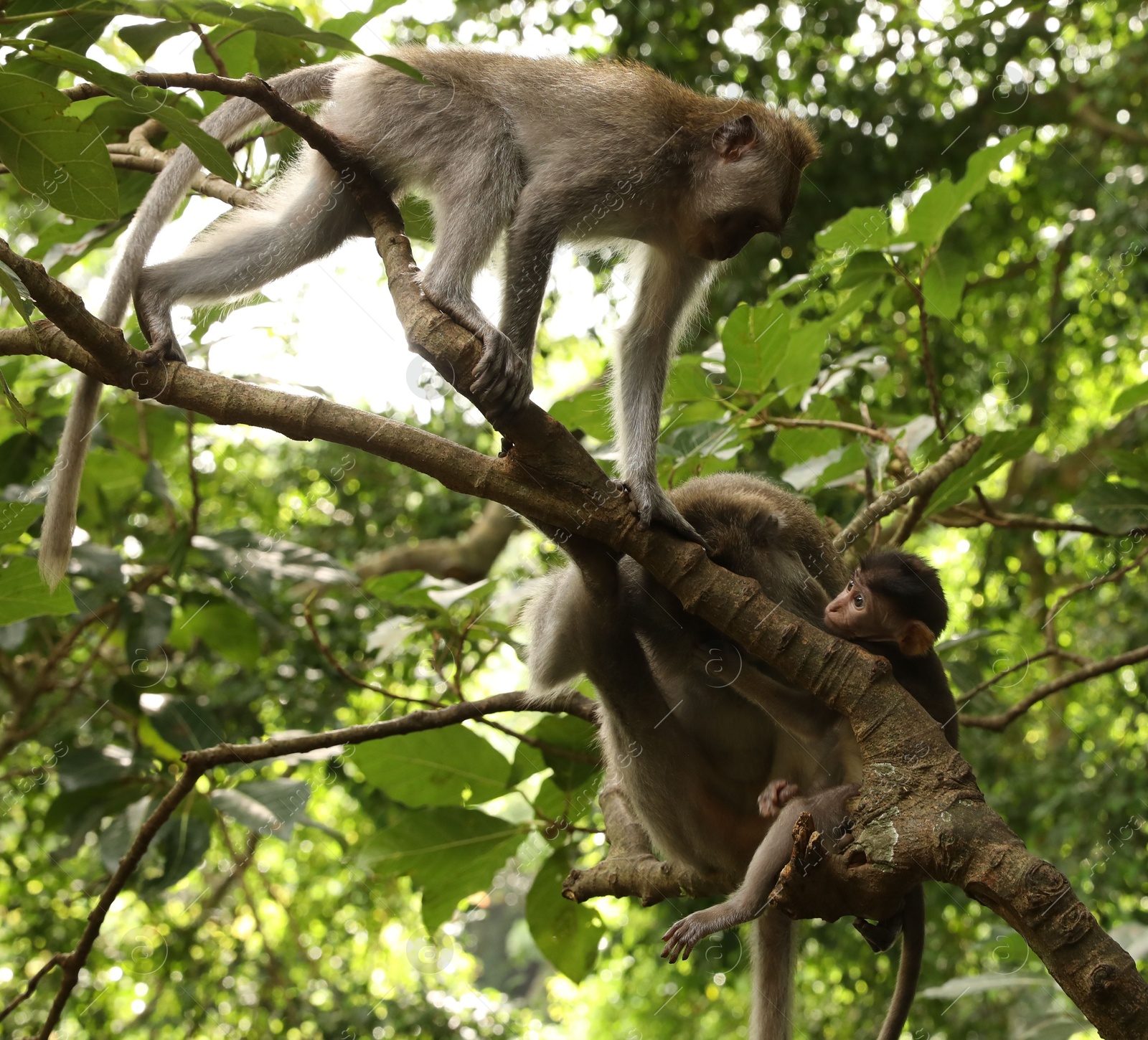 Cute monkeys on tree branch in forest Photo of Cute monkeys on tree branch in forest