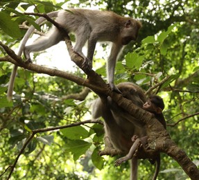 Photo of Cute monkeys on tree branch in forest