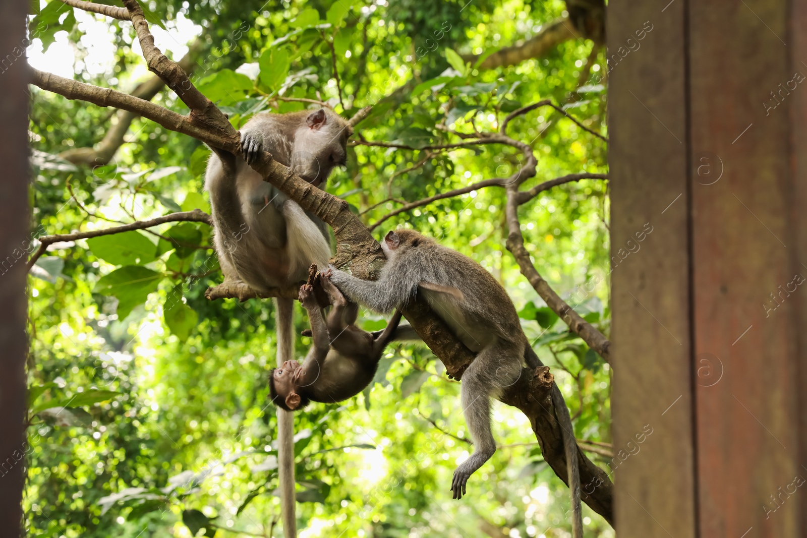 Cute monkeys on tree branch in forest Photo of Cute monkeys on tree branch in forest