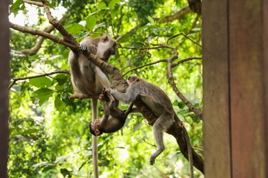 Photo of Cute monkeys on tree branch in forest