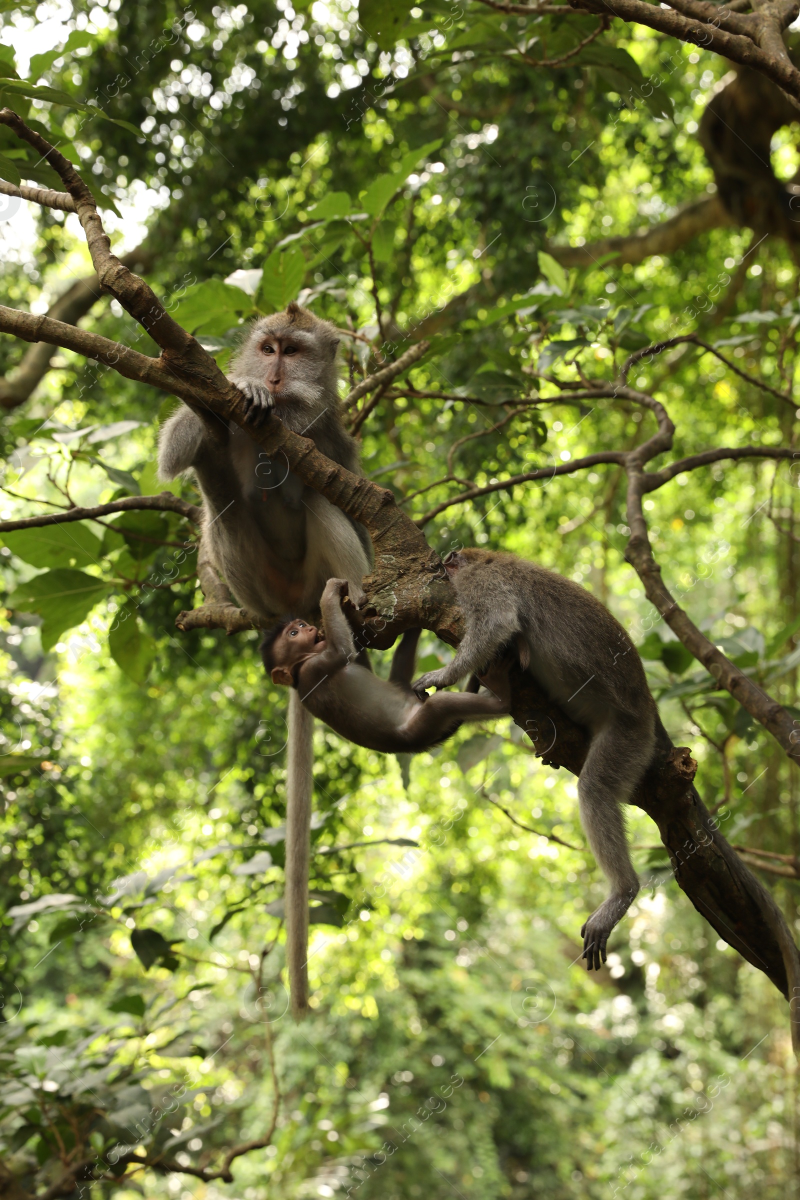 Cute monkeys on tree branch in forest Photo of Cute monkeys on tree branch in forest