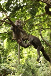 Photo of Cute monkeys on tree branch in forest