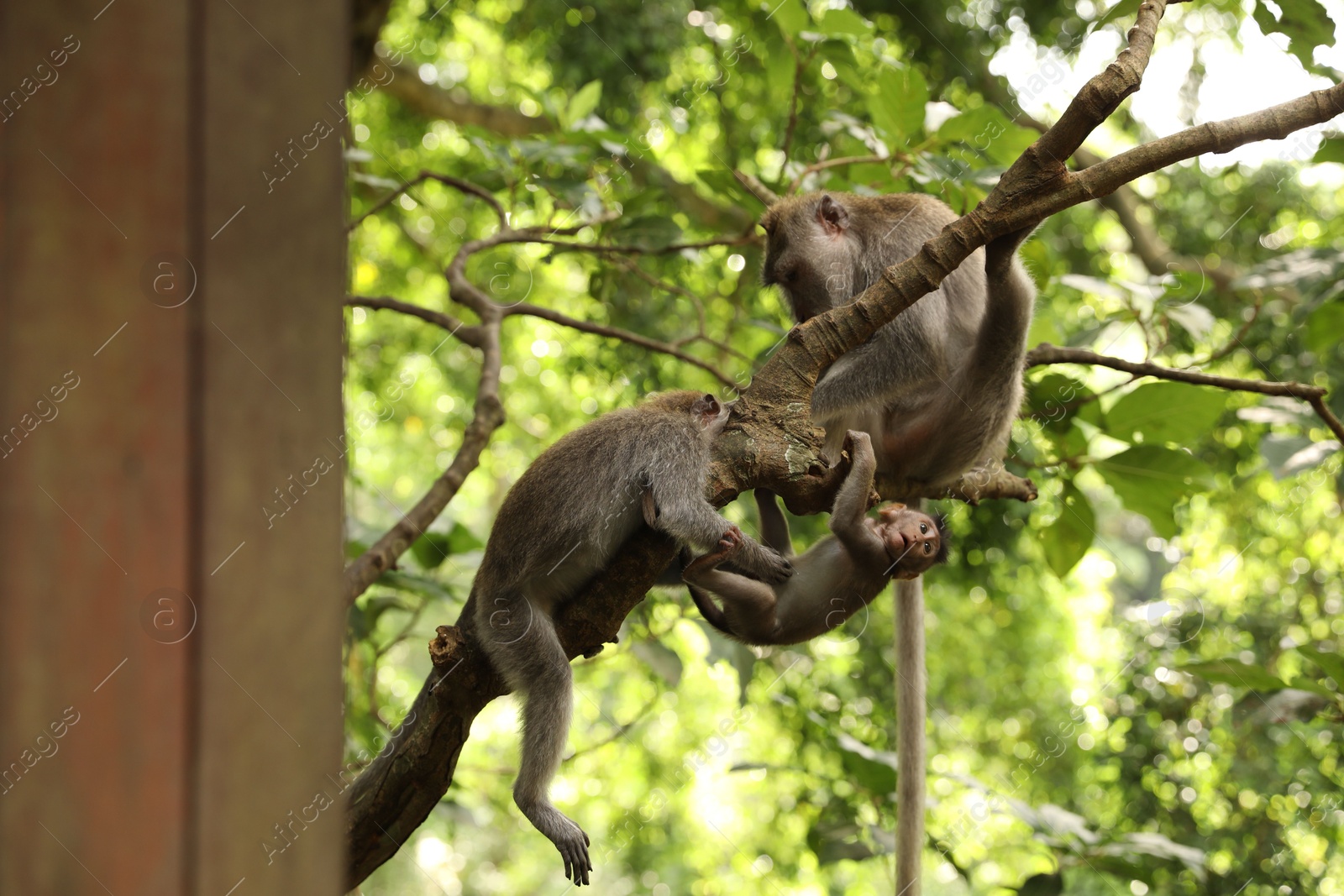 Cute monkeys on tree branch in forest Photo of Cute monkeys on tree branch in forest