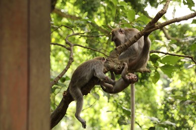 Photo of Cute monkeys on tree branch in forest
