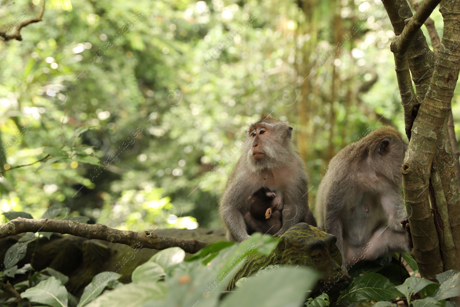 Cute monkeys sitting near tree in park, space for text Photo of Cute monkeys sitting near tree in park, space for text