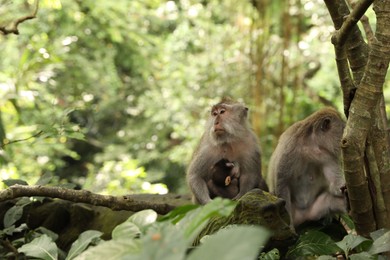 Photo of Cute monkeys sitting near tree in park, space for text