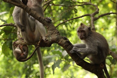 Photo of Cute monkeys sitting on tree in forest