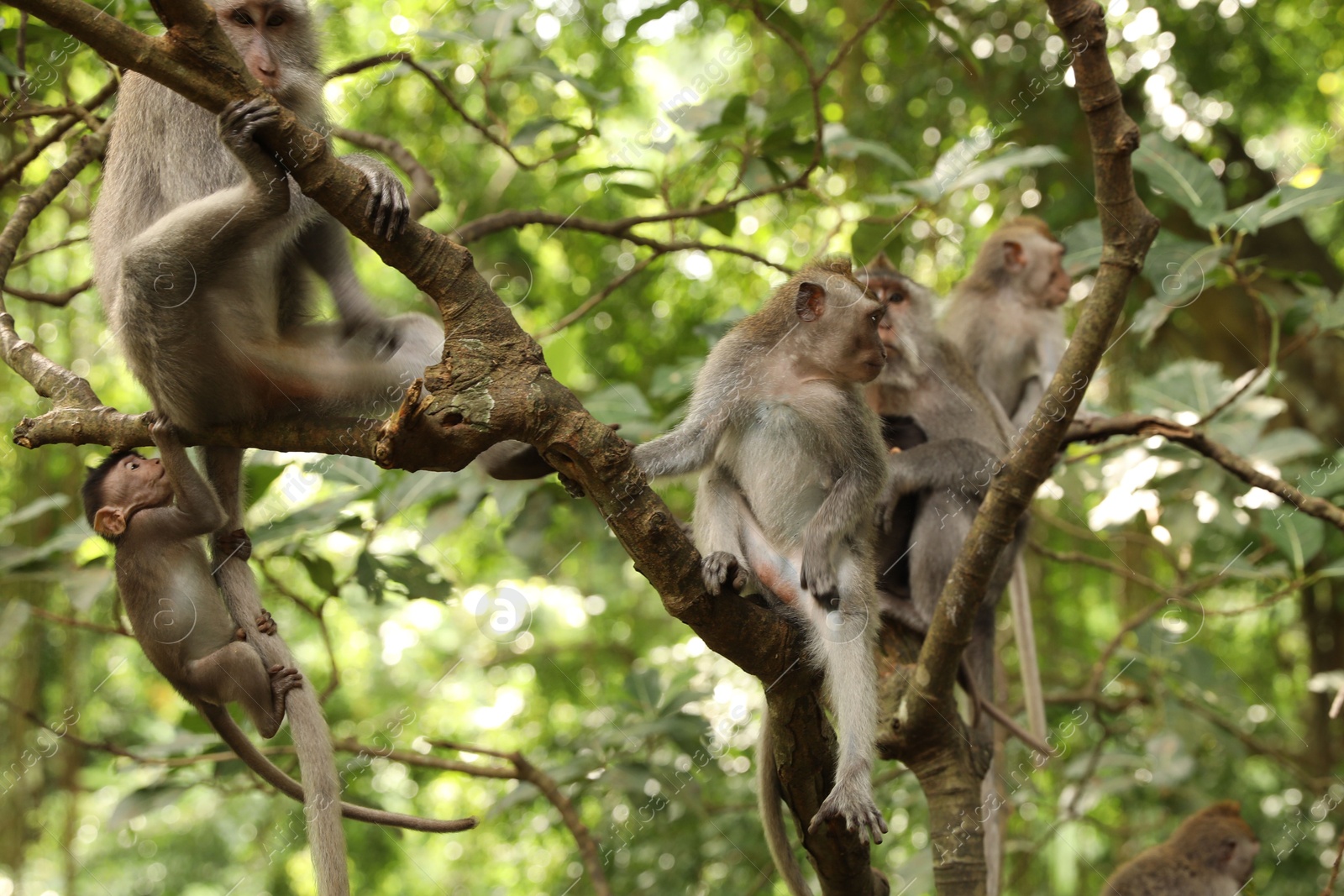 Cute monkeys sitting on tree in forest Photo of Cute monkeys sitting on tree in forest