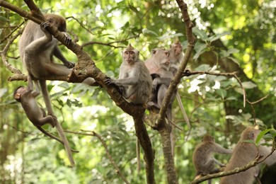 Photo of Cute monkeys sitting on tree in forest