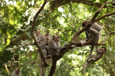 Photo of Cute monkeys sitting on tree in forest