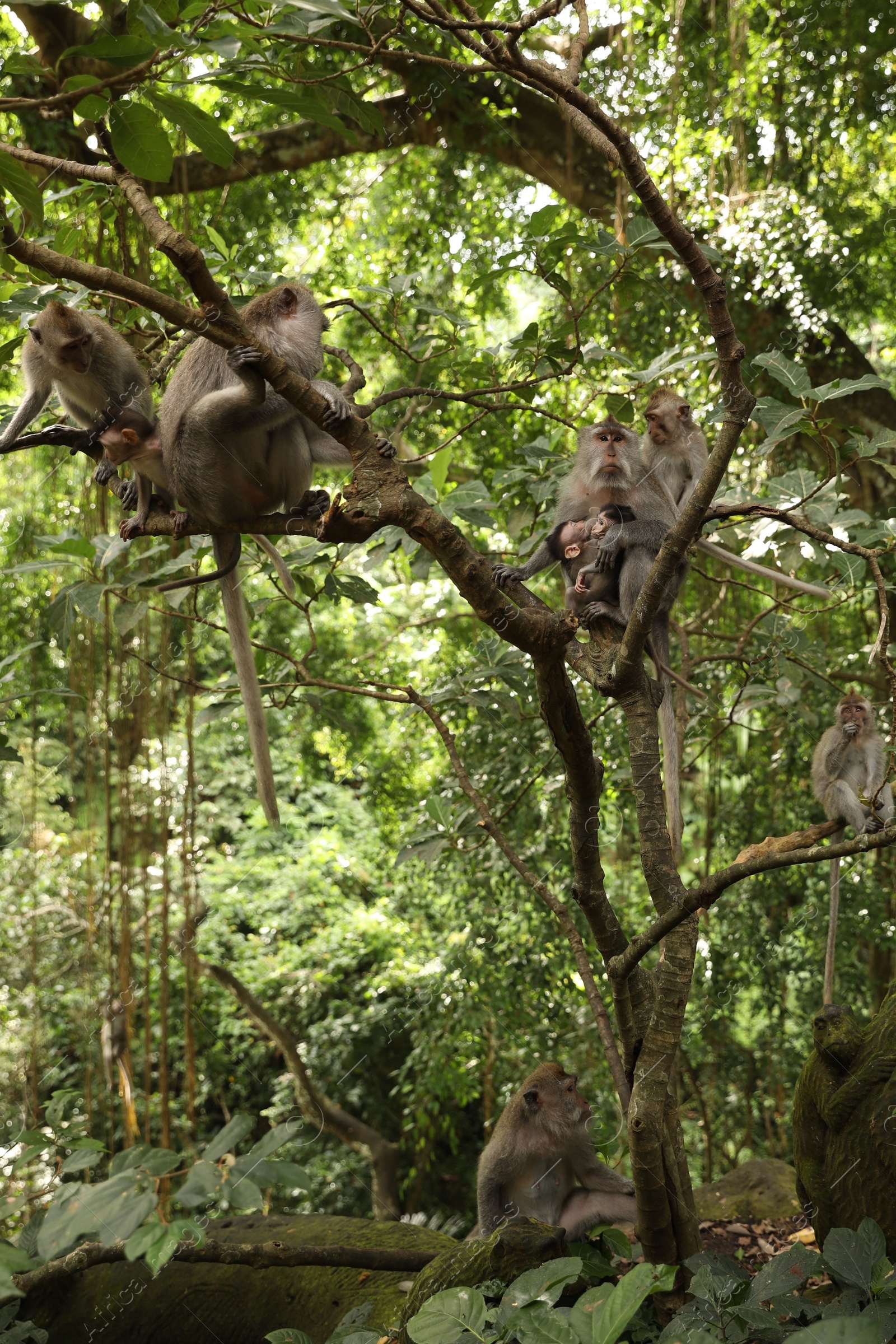 Cute monkeys sitting on tree in forest Photo of Cute monkeys sitting on tree in forest