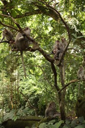 Photo of Cute monkeys sitting on tree in forest