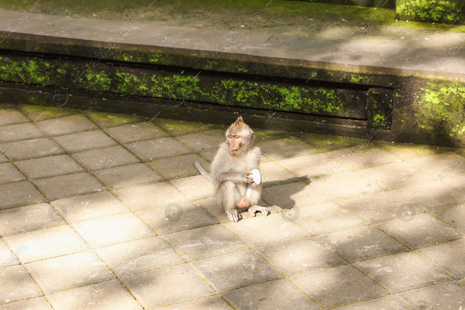 Cute monkey with food on stone pavement outdoors Photo of Cute monkey with food on stone pavement outdoors