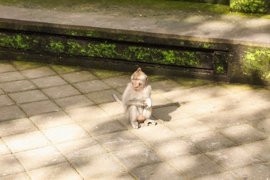 Photo of Cute monkey with food on stone pavement outdoors