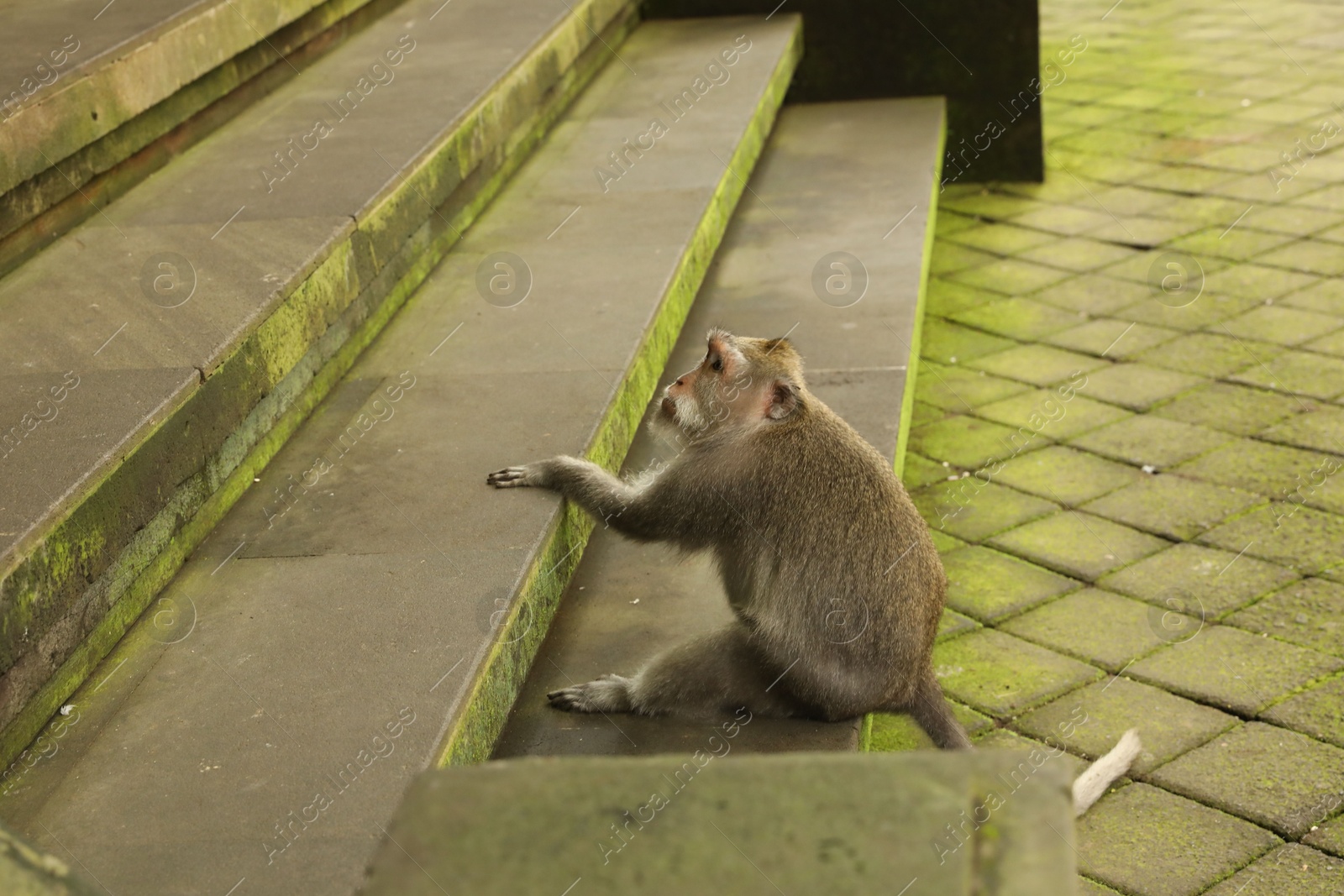Cute monkey sitting on stone stairs outdoors Photo of Cute monkey sitting on stone stairs outdoors