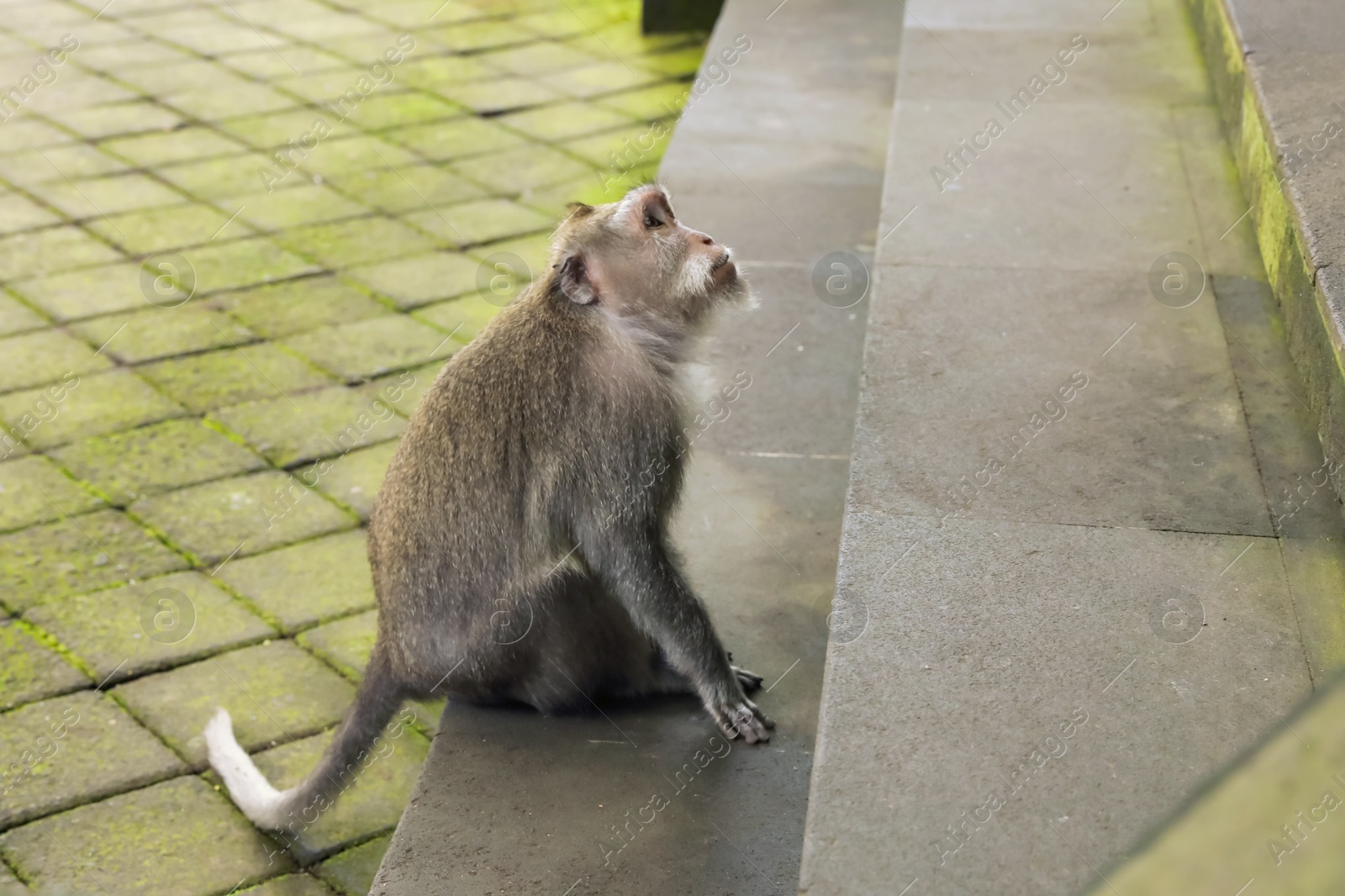 Cute monkey sitting on stone stairs outdoors Photo of Cute monkey sitting on stone stairs outdoors