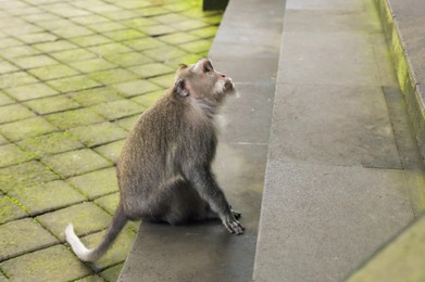 Photo of Cute monkey sitting on stone stairs outdoors