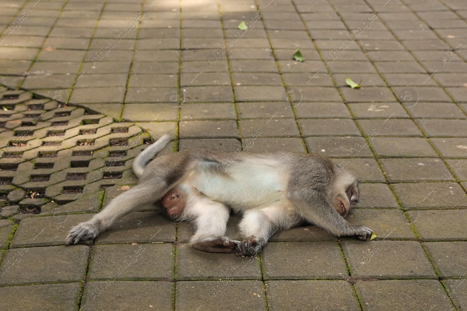Cute monkey lying on stone pavement outdoors Photo of Cute monkey lying on stone pavement outdoors