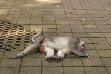 Photo of Cute monkey lying on stone pavement outdoors