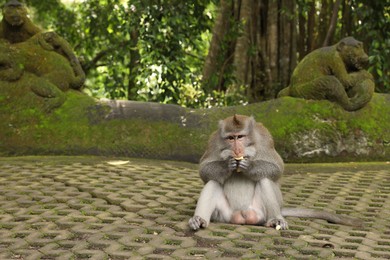 Photo of Cute monkey eating fruit on concrete grass pavers in park