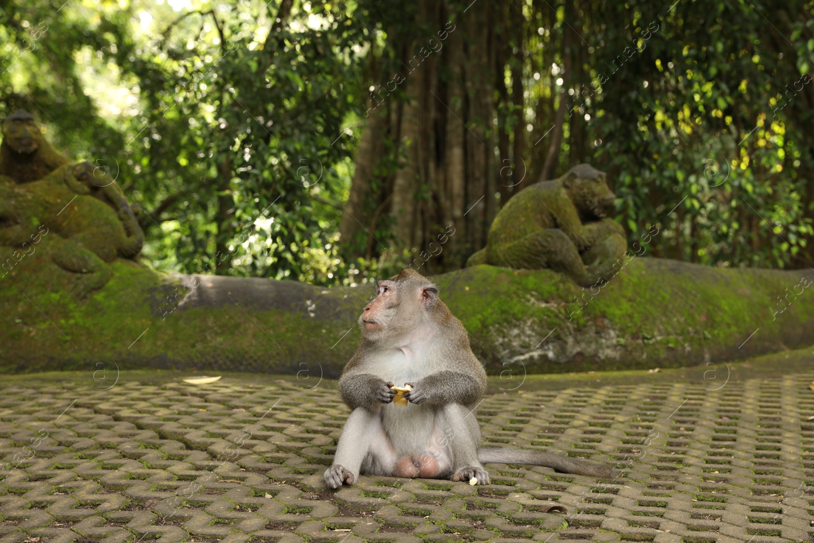 Cute monkey with food on concrete grass pavers in park Photo of Cute monkey with food on concrete grass pavers in park