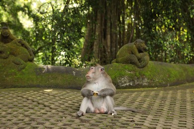 Photo of Cute monkey with food on concrete grass pavers in park