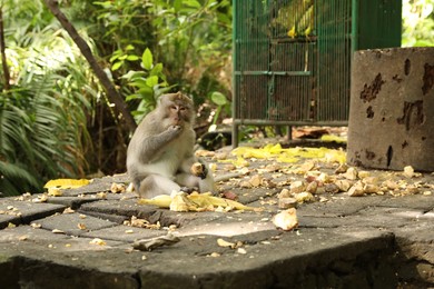 Photo of Cute monkey with food on ground in park