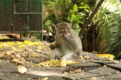 Photo of Cute monkey with food on ground in park