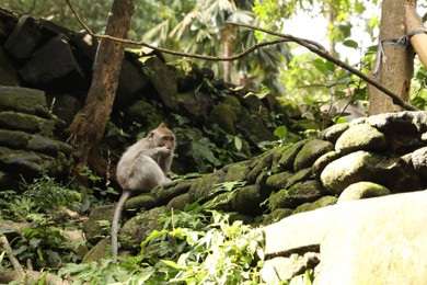 Photo of Cute monkey on rocks covered with moss in park