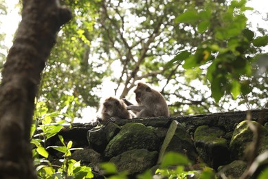 Photo of Cute monkeys on rocks covered with moss in park