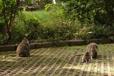Photo of Cute monkeys on concrete grass pavers in park