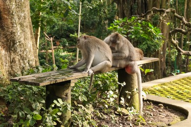 Photo of Cute monkeys sitting on wooden bench in park