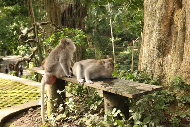 Photo of Cute monkeys sitting on wooden bench in park