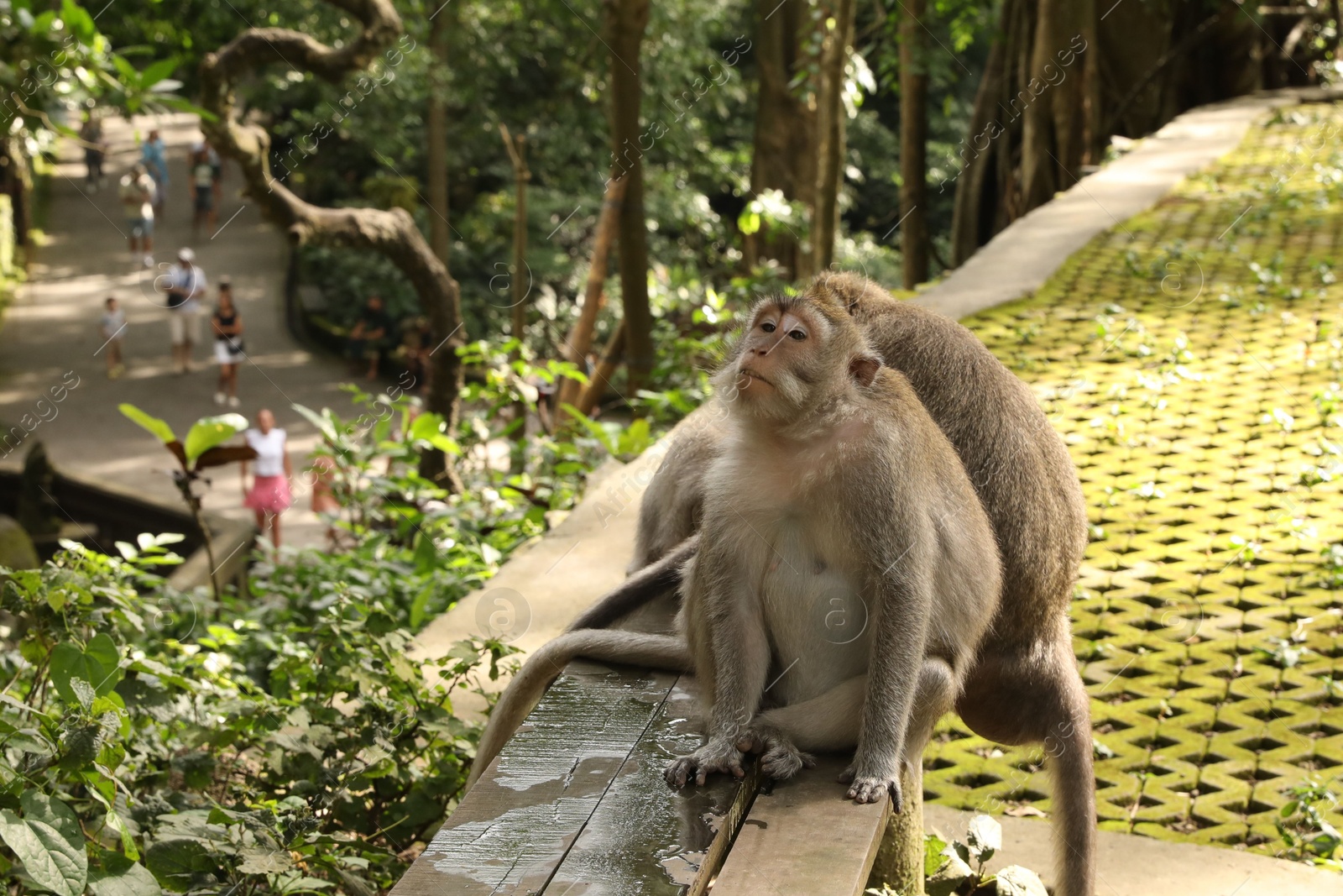 Cute monkeys sitting on wooden bench in park Photo of Cute monkeys sitting on wooden bench in park