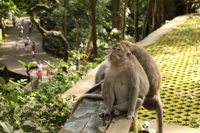 Photo of Cute monkeys sitting on wooden bench in park