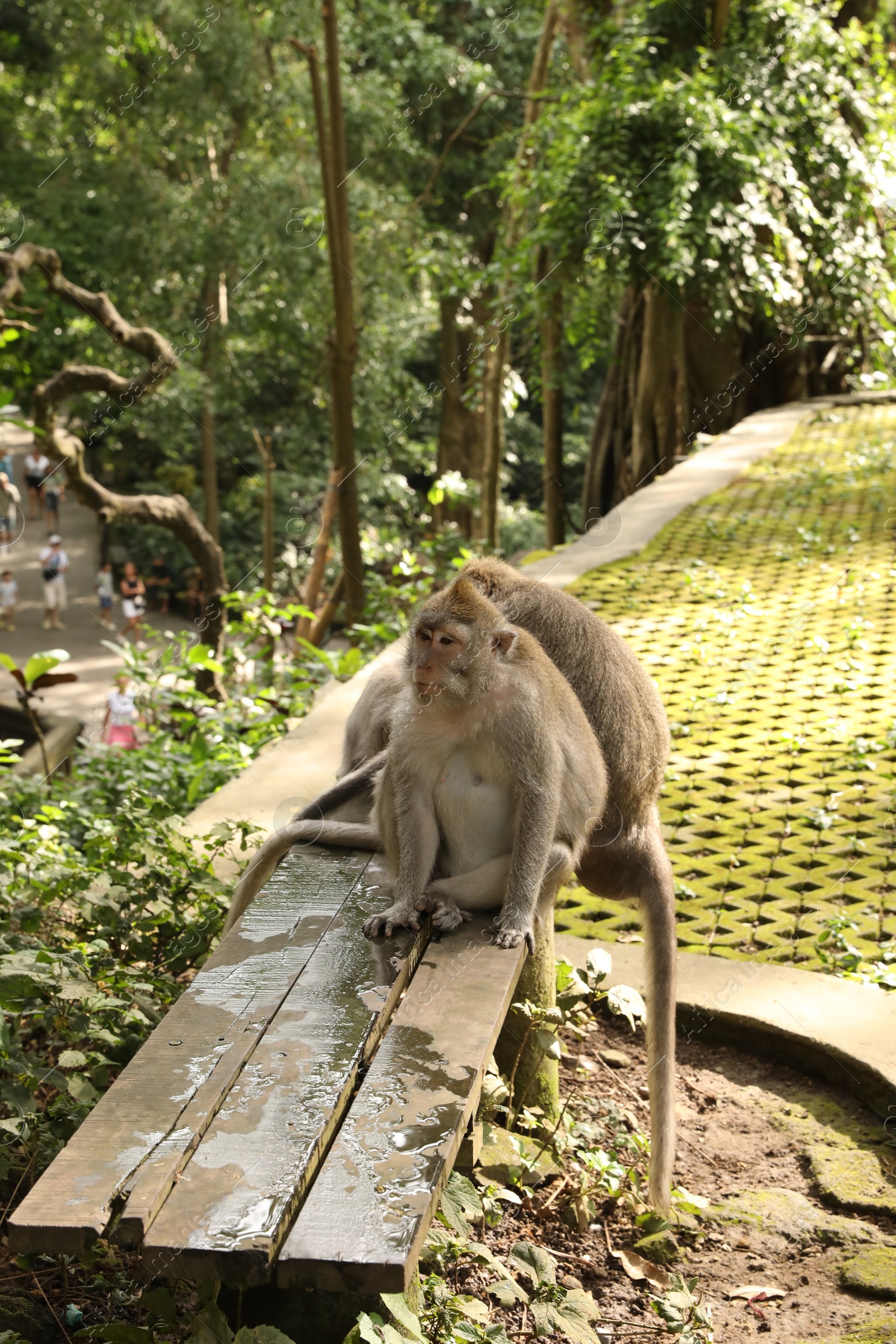 Cute monkeys sitting on wooden bench in park Photo of Cute monkeys sitting on wooden bench in park