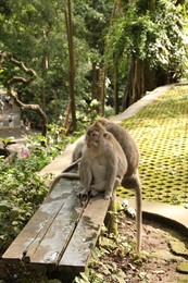 Photo of Cute monkeys sitting on wooden bench in park