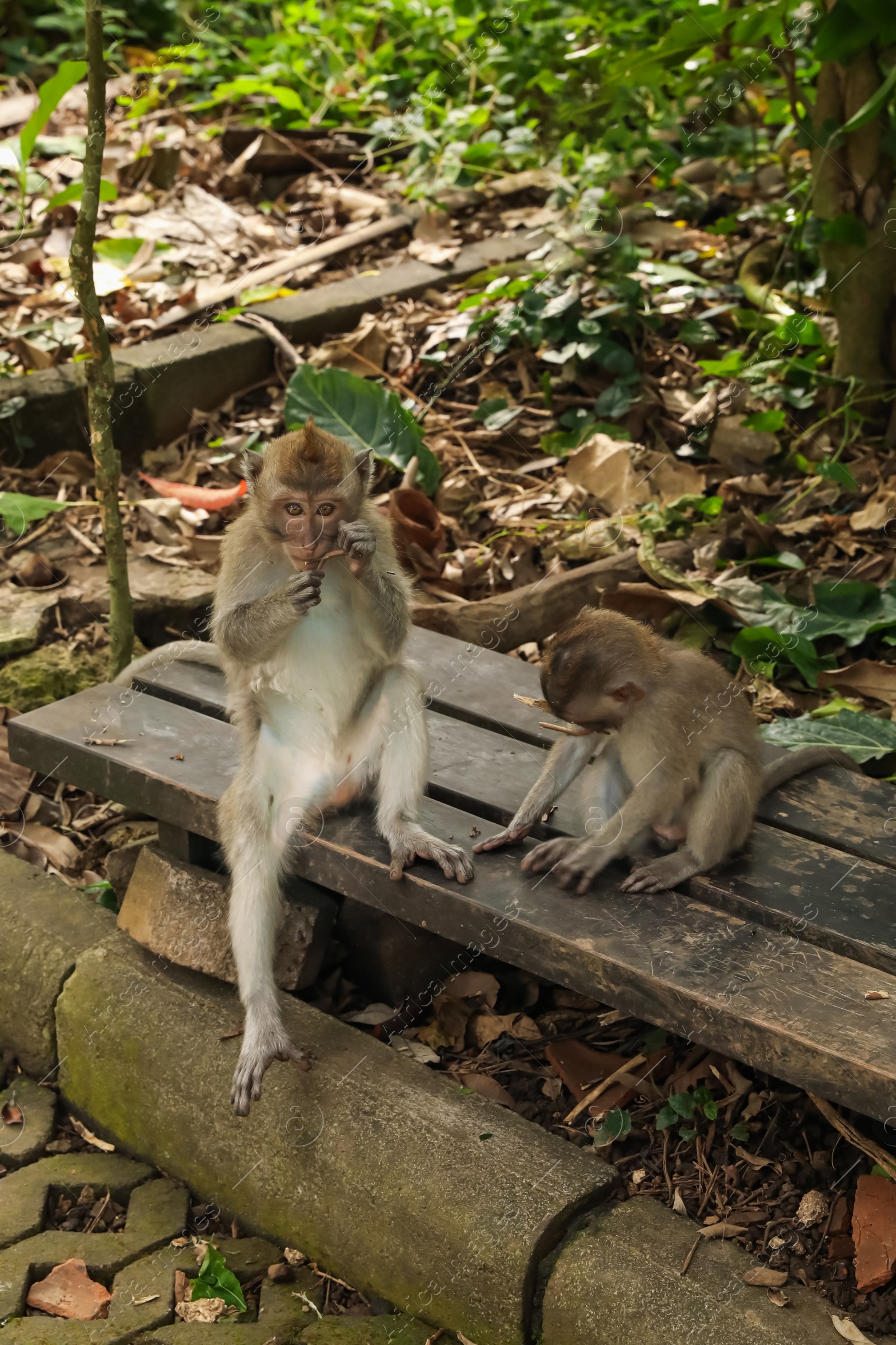 Cute monkeys sitting on wooden bench in park Photo of Cute monkeys sitting on wooden bench in park