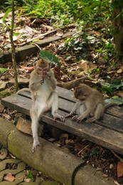 Photo of Cute monkeys sitting on wooden bench in park